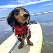 Happy Puppyの画像