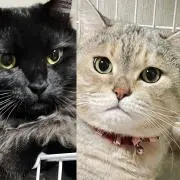 たろれおるーの画像
