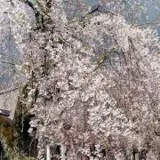 モナカ☆断捨離中の画像