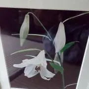 ささゆりの画像