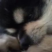 やまやまの画像