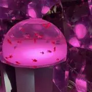 マイの画像
