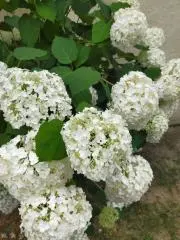 きゆはarmyの画像