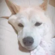 かなやん
