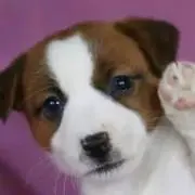 バーディ