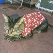 Akie