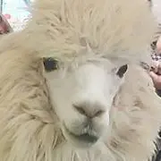 ウサコ
