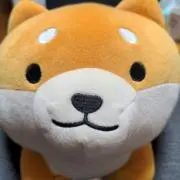 シバちんの画像