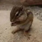ぱぴこの画像