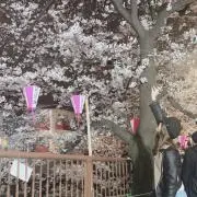 カリンの画像