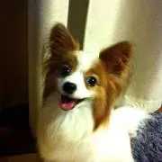 Monoの画像