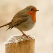 やまの画像