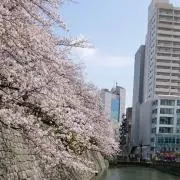 すずの画像