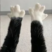 CHAKICIᕷ*.°の画像