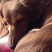 ぴいの画像