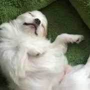ゆきち(*´-`)