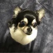 ジジ
