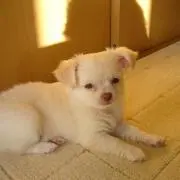 ルルシロ