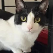 いっと