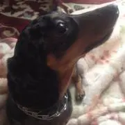 ごま