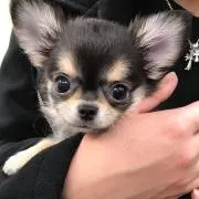 れん