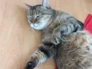 momoの画像