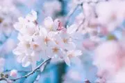 ☆Sakura☆の画像