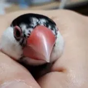 mockeの画像