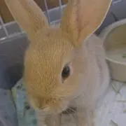 キナナナ