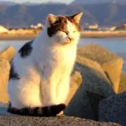 Nekoの画像