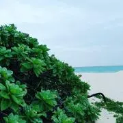 SURFsurf78の画像