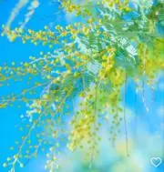 のん　※8/4〜15まで発送できませんの画像