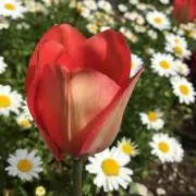 Emmyの画像