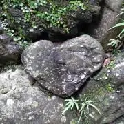 マッキーの画像