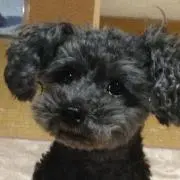 しばピーの画像