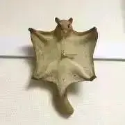 鯖の画像