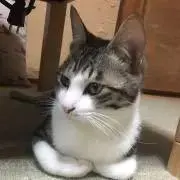 Azeの画像