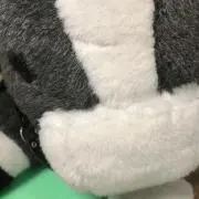 ホスの画像