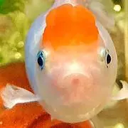 ゆるキャラ