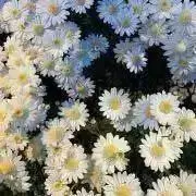 ナの画像