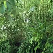 あーぴやー