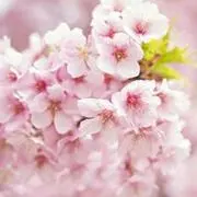 sakura*sakuの画像
