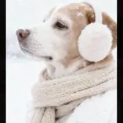 こしあんぱんの画像