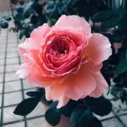 オーロラ