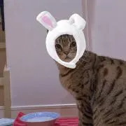 おかちゃんの画像