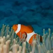 ピロロの画像