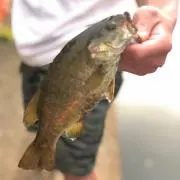 ディック