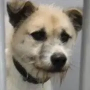 アナログよよよの画像