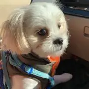 モモ