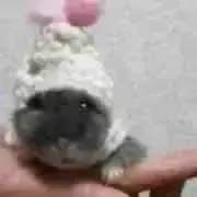 ゆうな&やよちぃ　お土産市場の画像